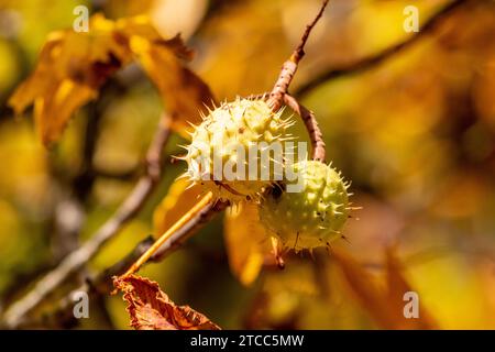 Close-up of Horse Chestnut-mûrs avec coque extérieure épineux ouvert sur un marronnier à l'automne avec des feuilles jaunes Banque D'Images