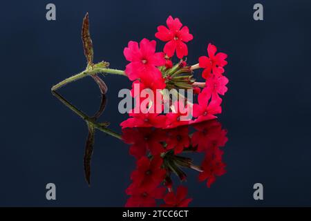 Gros plan de la fleur de verveine argentine rouge avec image miroir sur une plaque de verre noire Banque D'Images