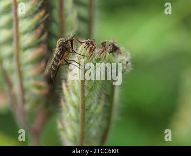 Gros plan de la mouche de danse empis livida Banque D'Images