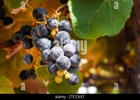 Des petits pains de raisin de vin rouge pendent d'une vigne, lumière du soleil Banque D'Images