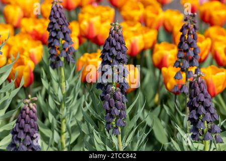 Fleurs sombres de Fritllaria persica et tulipes oranges fleurissant dans un jardin Banque D'Images