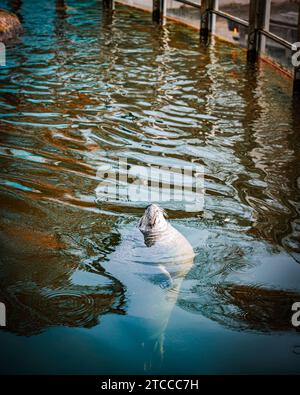 Un majestueux ours polaire blanc nageant gracieusement dans un grand réservoir d'eau transparent, situé près d'un quai en bois Banque D'Images