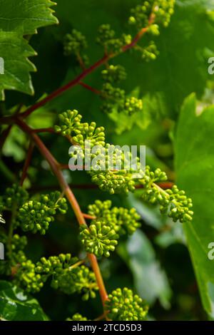 bourgeons floraux et feuilles de pousses vigne printemps, fond de nature agricole. Banque D'Images