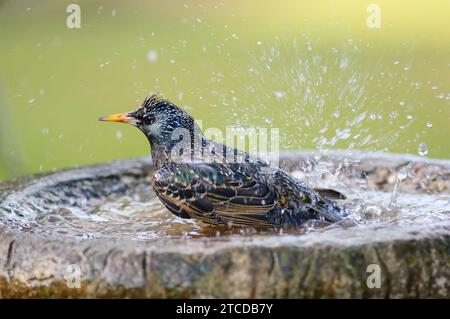 Sturnus vulgaris, étourdissement européen, baignade dans un bain d'oiseaux de jardin, comté de Durham, Angleterre, Royaume-Uni, mars. Banque D'Images