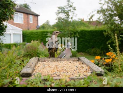 Sturnus vulgaris à étoiles européennes, juvénile perché sur une table d'oiseau dans un jardin avec Columba palumbus, comté de Durham, Angleterre Banque D'Images