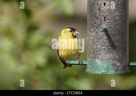 Siskin eurasien Carduelis spinus, mâle perché sur un alimentateur de graines de nyger, comté de Durham, Angleterre, Royaume-Uni, mars. Banque D'Images