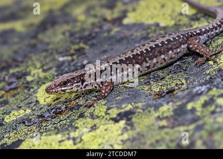 Lézard ibérique femelle (Iberolacerta monticola) debout sur un rocher couvert de lichens jaunes, à la montagne Estrela, Portugal Banque D'Images