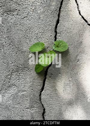 Gros plan de violet doux qui pousse d'une fissure dans un mur de béton Banque D'Images