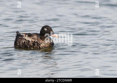 Scoter de Sibérie, Scoter à ailes blanches, Scoter de Stejneger (Melanitta stejnegeri), natation, vue latérale, Japon, Hokkaido Banque D'Images