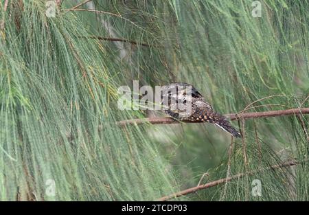 Whip-Poor-Will (Antrostomus vociferus), reposant sur une branche, USA, Texas Banque D'Images