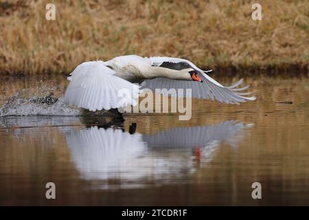 Cygne muet (Cygnus olor), mâle attaquant un conspécifique, vue de côté, Allemagne, Mecklembourg-Poméranie occidentale Banque D'Images