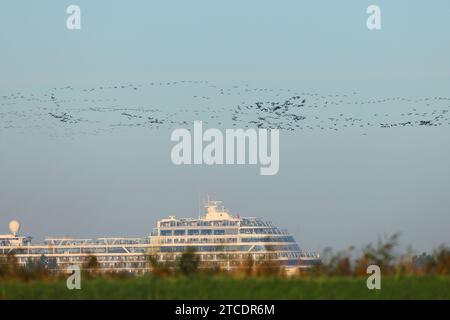 Grand cormoran (Phalacrocorax carbo), troupeau de cormorans survolant un bateau de croisière, Allemagne, Mecklembourg-Poméranie occidentale, Peez, Rostock Banque D'Images