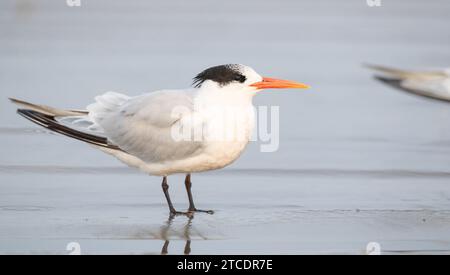 Sterne élégante (Thalasseus elegans, Sterna elegans), adulte perché sur une plage boueuse, USA Banque D'Images