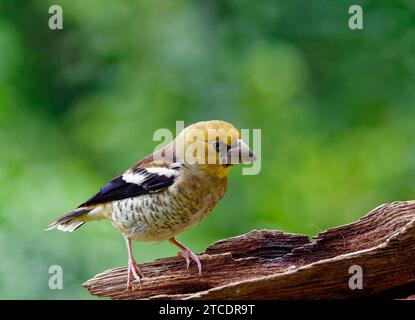 Hawfinch (Coccothraustes coccothraustes), oiseau juvénile perché sur du bois mort, pays-Bas, Gueldre Banque D'Images