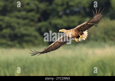 Aigle de mer à queue blanche (Haliaeetus albicilla), en vol avec des poissons proies, Allemagne, Mecklembourg-Poméranie occidentale, Malchiner See Banque D'Images