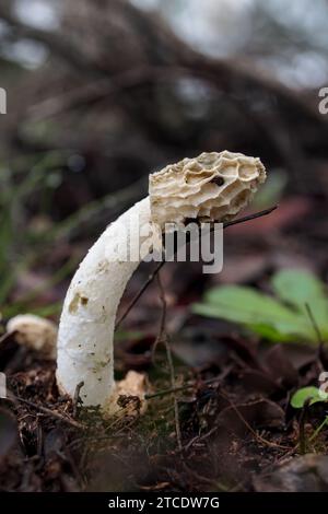 Un champignon Phallus impudicus poussant dans une forêt verdoyante Banque D'Images