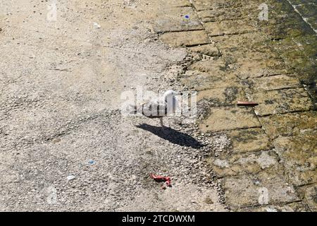 Mouette debout sur une rive en béton dans le port de Favignana Banque D'Images