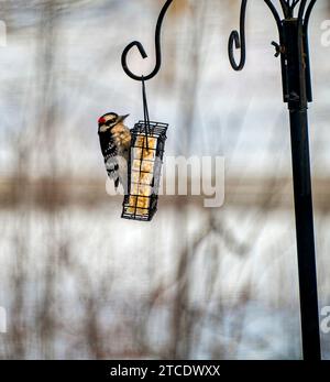 Un pic de Downy perché sur une mangeoire à suies dans un paysage hivernal enneigé Banque D'Images