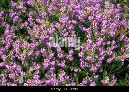 Erica × darleyensis aureifolia Mary Helen, bruyère Mary Helen, fleurs roses, anthères rouge foncé saillantes Banque D'Images