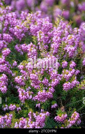 Erica × darleyensis aureifolia Mary Helen, bruyère Mary Helen, fleurs roses, anthères rouge foncé saillantes Banque D'Images