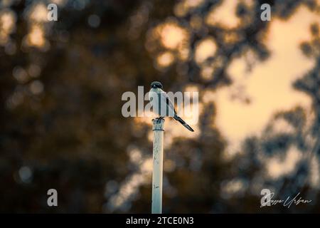 Un petit oiseau repose paisiblement sur un poteau en bois à l'heure dorée, illuminé par le soleil couchant sur fond d'un grand arbre Banque D'Images