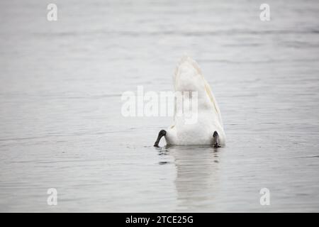 Les cygnes muets se nourrissent dans la mer, Lauttasaari, Helsinki, Finlande. Banque D'Images