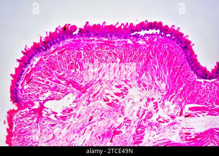 Section de langue montrant des papilles linguales, des papilles gustatives, des muscles striés, des glandes gustatives et des tissus conjonctifs. Microscope optique X40. Banque D'Images