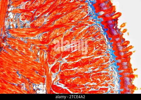 Section de langue montrant des papilles linguales, des papilles gustatives, des muscles striés, des glandes gustatives et des tissus conjonctifs. Microscope optique X40. Banque D'Images