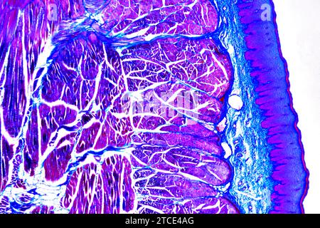 Section de langue montrant des papilles linguales, des papilles gustatives, des muscles striés, des glandes gustatives et des tissus conjonctifs. Microscope optique X40. Banque D'Images