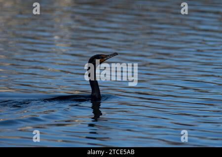 Cormorant à double crête nageant sur un étang Banque D'Images