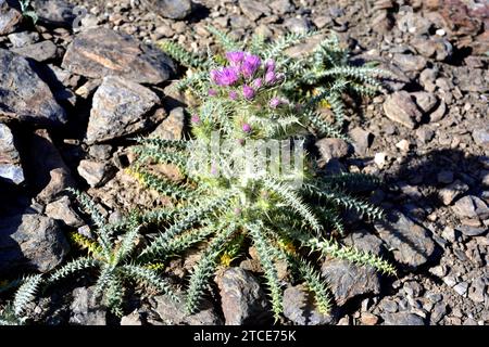 Cardo de Sierra Nevada (Carduus carlinoides hispanicus) est une sous-espèce de plante vivace endémique de la Sierra Nevada. Cette photo a été prise dans la Sierra ne Banque D'Images