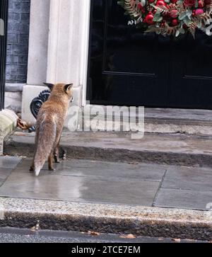 Londres, Royaume-Uni. 12 décembre 2023. Un renard à la porte du 10 Downing Street London. Crédit : Ian Davidson/Alamy Live News Banque D'Images