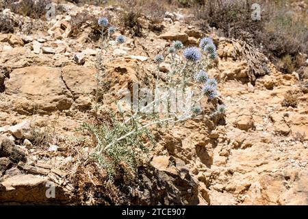 Le chardon-Marie (Echinops ritro) est une plante vivace originaire du sud de l'Europe et de l'Asie occidentale. Cette photo a été prise à Villarluengo, Terual, Banque D'Images