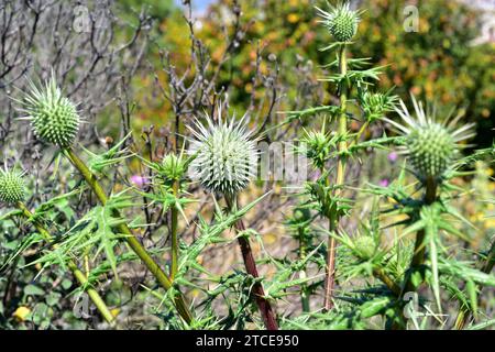 Echinops spinossimus est une plante vivace originaire du sud-est de l'Europe et du nord de l'Afrique. Banque D'Images