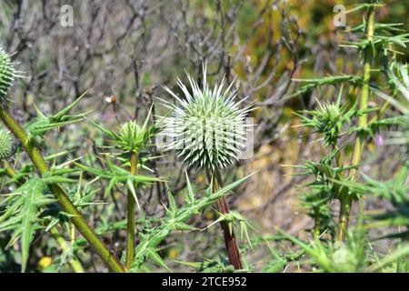 Echinops spinossimus est une plante vivace originaire du sud-est de l'Europe et du nord de l'Afrique. Banque D'Images