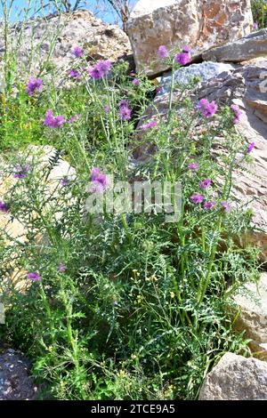 Le chardon Marie violet (Galactites tomentosa) est une plante épineuse annuelle ou biennale originaire de la région méditerranéenne et des côtes atlantiques du Portugal à SO Banque D'Images