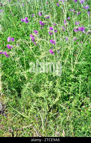 Le chardon Marie violet (Galactites tomentosa) est une plante épineuse annuelle ou biennale originaire de la région méditerranéenne et des côtes atlantiques du Portugal à SO Banque D'Images