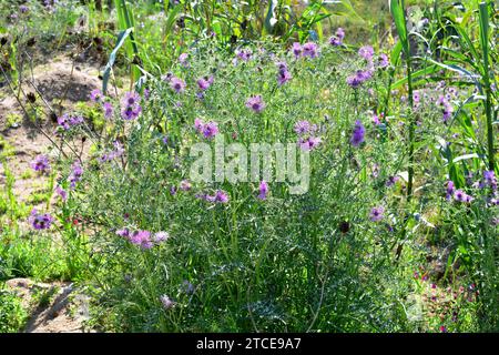 Le chardon Marie violet (Galactites tomentosa) est une plante épineuse annuelle ou biennale originaire de la région méditerranéenne et des côtes atlantiques du Portugal à SO Banque D'Images