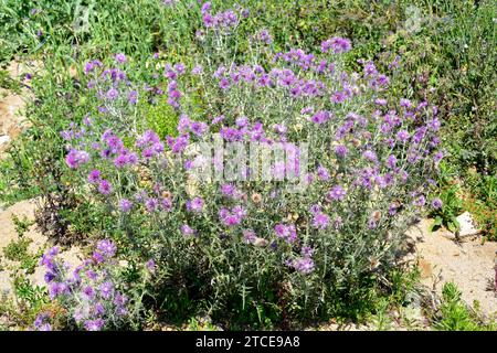 Le chardon Marie violet (Galactites tomentosa) est une plante épineuse annuelle ou biennale originaire de la région méditerranéenne et des côtes atlantiques du Portugal à SO Banque D'Images
