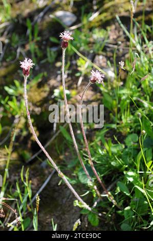 Le coltsfoot alpin (Homogyne alpina) est une plante herbacée vivace originaire des montagnes de l'Europe centrale et du sud. Cette photo a été prise dans Val d'Aran, Lleida, ca Banque D'Images