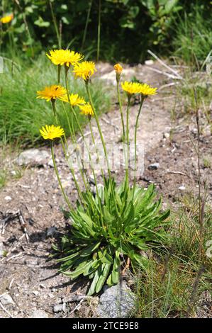 L'aubépine suisse (Leontodon helveticus ou Scorzoneroides helveticus) est une plante vivace originaire des Alpes. Cette photo a été prise en Suisse. Banque D'Images