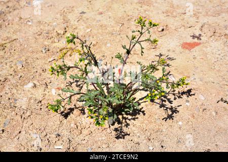 Le sol (Senecio vulgaris) est une plante annuelle originaire d'Eurasie et d'Afrique du Nord et naturalisée dans d'autres régions tempérées du monde large. Cette photo Banque D'Images