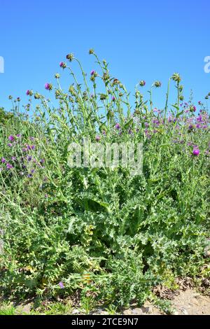 Le chardon marial (Silybum marianum) est une plante épineuse annuelle ou biennale originaire d'Eurasie. Cette photo a été prise à Tordera, Barcelone, Catalogne, Espagne Banque D'Images