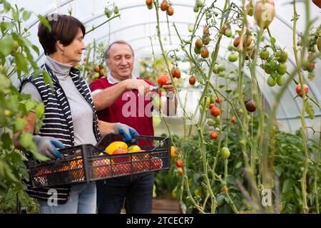 La femme tient une boîte de légumes, le mari récolte des tomates mûres et les met dans une boîte Banque D'Images
