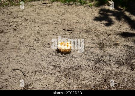 Gros plan d'un récipient en plastique rempli de morceaux de fromage sur une surface de sable à la lumière du soleil Banque D'Images