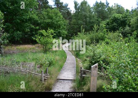 Sentier avec planches en bois surélevées reliant un sentier de randonnée sablonneux dans le parc national de Mechelse Heide Banque D'Images