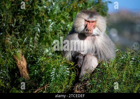 Babouin Hamadryas, Papio hamadryas, dans les montagnes ASiR en Arabie Saoudite. Banque D'Images