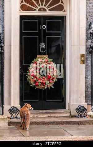 Downing Street, Londres, Royaume-Uni. 12 décembre 2023. Un renard urbain (Vulpes vulpes) repéré à l'extérieur du 10 Downing Street. Crédit : amanda rose/Alamy Live News Banque D'Images