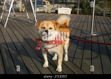 Chien japonais Shiba de race mixte. Banque D'Images