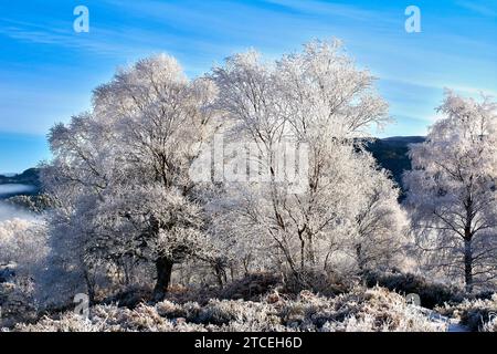 Glen Affric Cannich Écosse tôt le matin de l'hiver un ciel bleu et un gel blanc sévère sur les bouleaux Banque D'Images